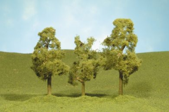 Picture of 3-4" Sycamore Trees 3pk.